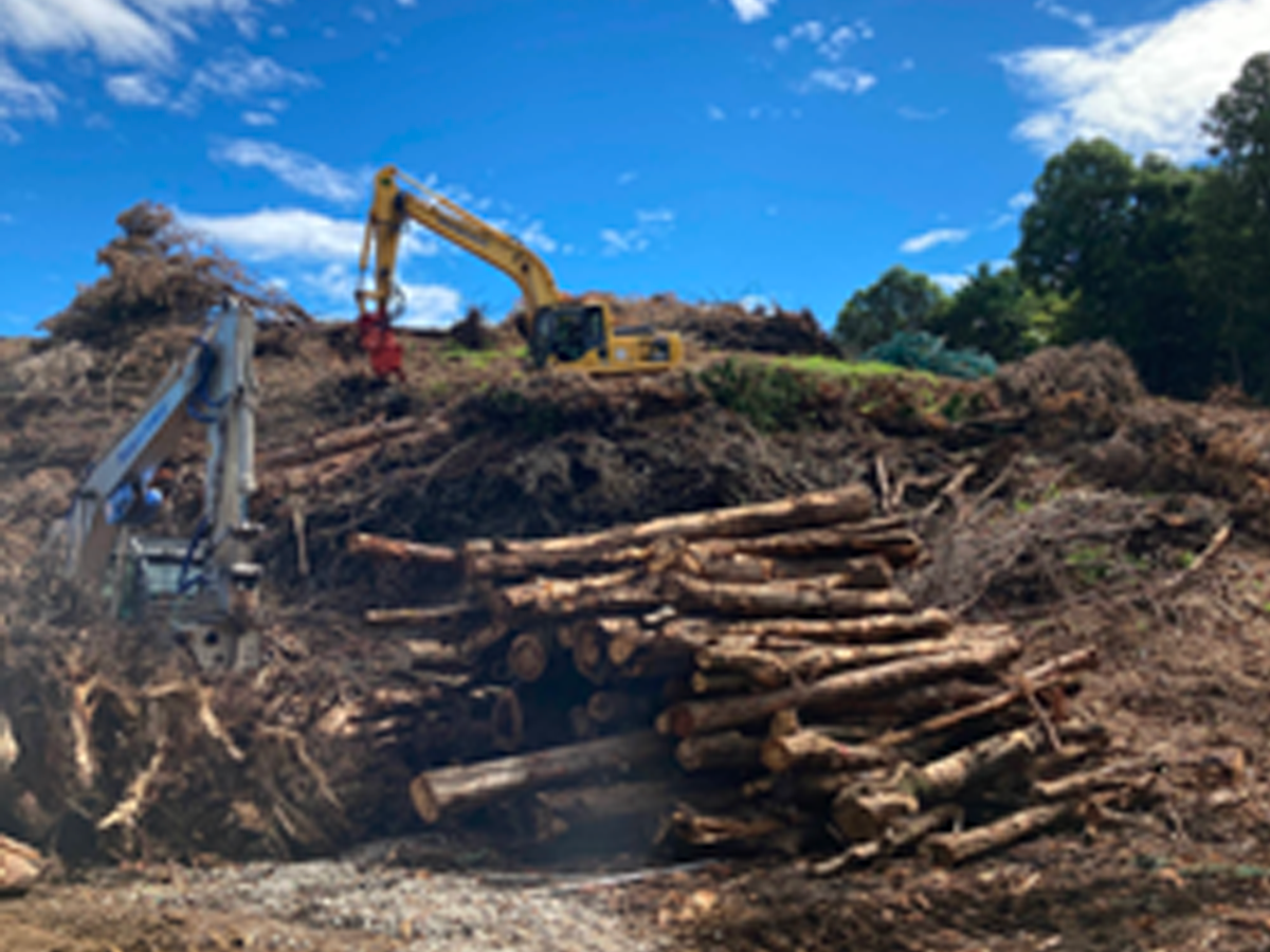 伐採した松の皮