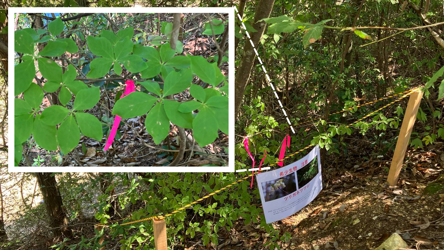工事関係者の誰もがツリガネツツジとわかるように明示